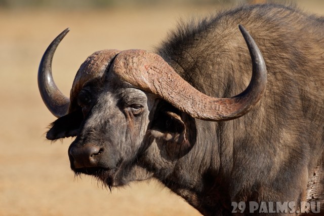 African buffalo