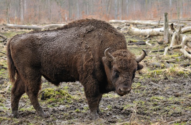 Bison_bonasus_(Linnaeus_1758) (1)