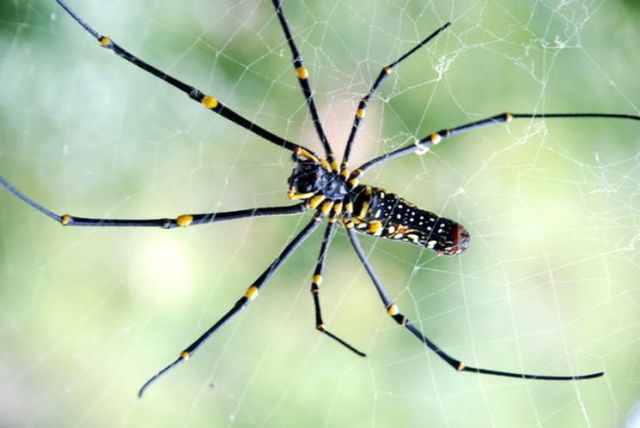 dangerous-animals-nephila-spider