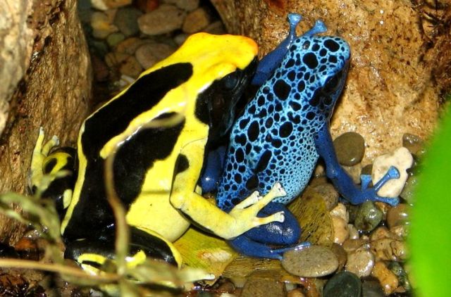 dangerous-animals-poison-dart-frog